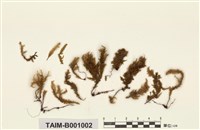 藏品(刀葉樹平苔)的圖片